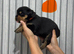 Rottweiler puppies