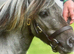 Miniature Shetland stallion stud (service) in ebbw vale