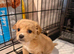 Chihuahua with a drop of Yorkshire terrier