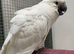 Baby Sulphur-crested & Umbrella Cockatoos