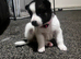 4pedigree Siberian husky / American Akita long haired puppy's.