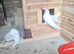 Full White indian fantail pair