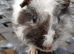 Baby Peruvian guineapigs