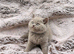 2 lilac British shorthair kittens available to reserve