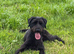 Giant Schnauzer Female 12 Months Old NOT KC