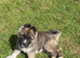 Adorable 9 week American Akita
