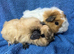 Baby male guinea pigs