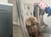 Isabella tan minature daschund
