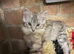 Beautiful pedigree maine  coon kittens