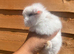 2 Stunning Mini-Lops for Sale