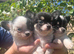 Chihuahua puppy&rsquo;s for sale