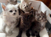 Beautiful mainecoon kittens for sale