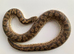 RUSSIAN BROWN SAND BOA