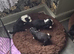 Boader collie pups