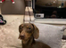 Solid chocolate and tan stud dog