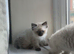 BEAUTIFUL RAGDOLL TYPE MALE KITTENS