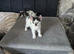 Kittens for sale