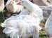 Sebastopois Geese &times;3