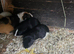 Adult male guinea pigs