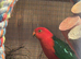Very wide variety of finches. Looking list