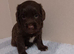 Last 2 female cocker spaniel pups