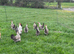 Cream Legbar Hatching Eggs