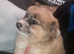 2 Merle  pomchi puppies for sale