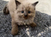 Ragdoll kittens
