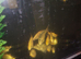 Koi fry for sale