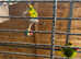 Baby Kakarikies ready to go