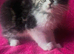 Exotic/Persian X Ragdoll BSH kittens