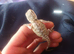 2 week old beared dragons