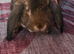 Gian French Lop x Neddie Auguti young entire male
