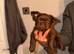 French bulldogs