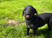F1 Bedlington Whippet Puppies