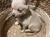 Adorable Puppy for sale