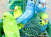 Beautiful Baby Budgies .& Cages Various. Mutations