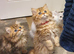 Beautiful Pedigree Chinchilla Persian Kittens.