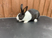 Baby Dutch Rabbits For Sale