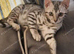 Only 1 boy left Snow Bengal