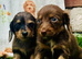 Long haired miniature dachshunds