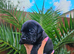 KC Registered Staffordshire Bull Terrier Puppies