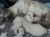 3 kittens 5 weeks old