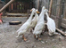 Runner ducks for sale.....................pure white...