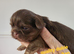 Special quality dobie Imperial shih tzu's