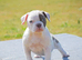 Amazing fit and functional bulldogs