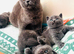 British Shorthair kittens