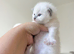 BLUE POINT RAGDOLL KITTENS!!