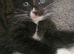 Kitten for sale