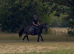 13.3 welsh D gelding.
